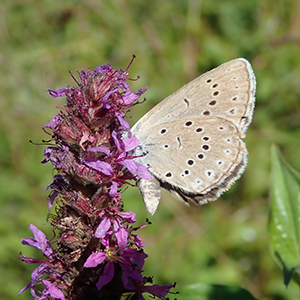 papillon beige et blanc et des des points noirs posé sur une fleur violette