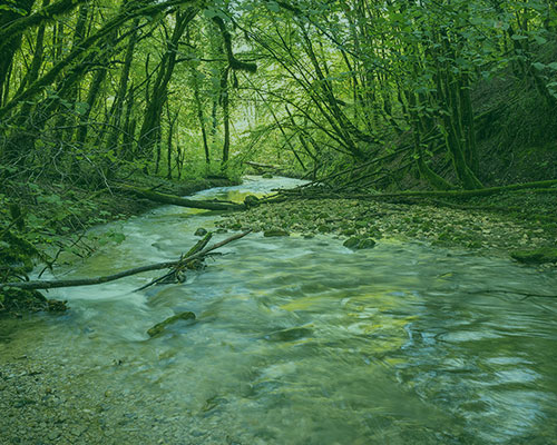 un ruisseau au milieu de la forêt