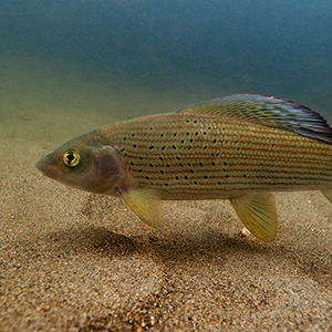 poisson de profil rayé jaune et rouge avec des tâches noires dans l'eau au dessus du sable
