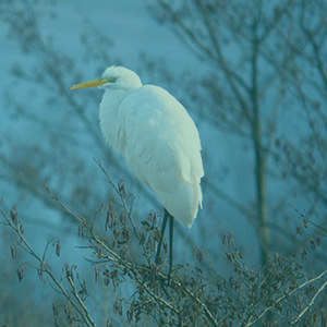 Oiseau sur branche en hiver